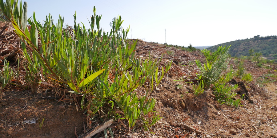 GREEN SAVERS | Novo projeto do GEOTA e de Monchique vai combater espécies invasoras