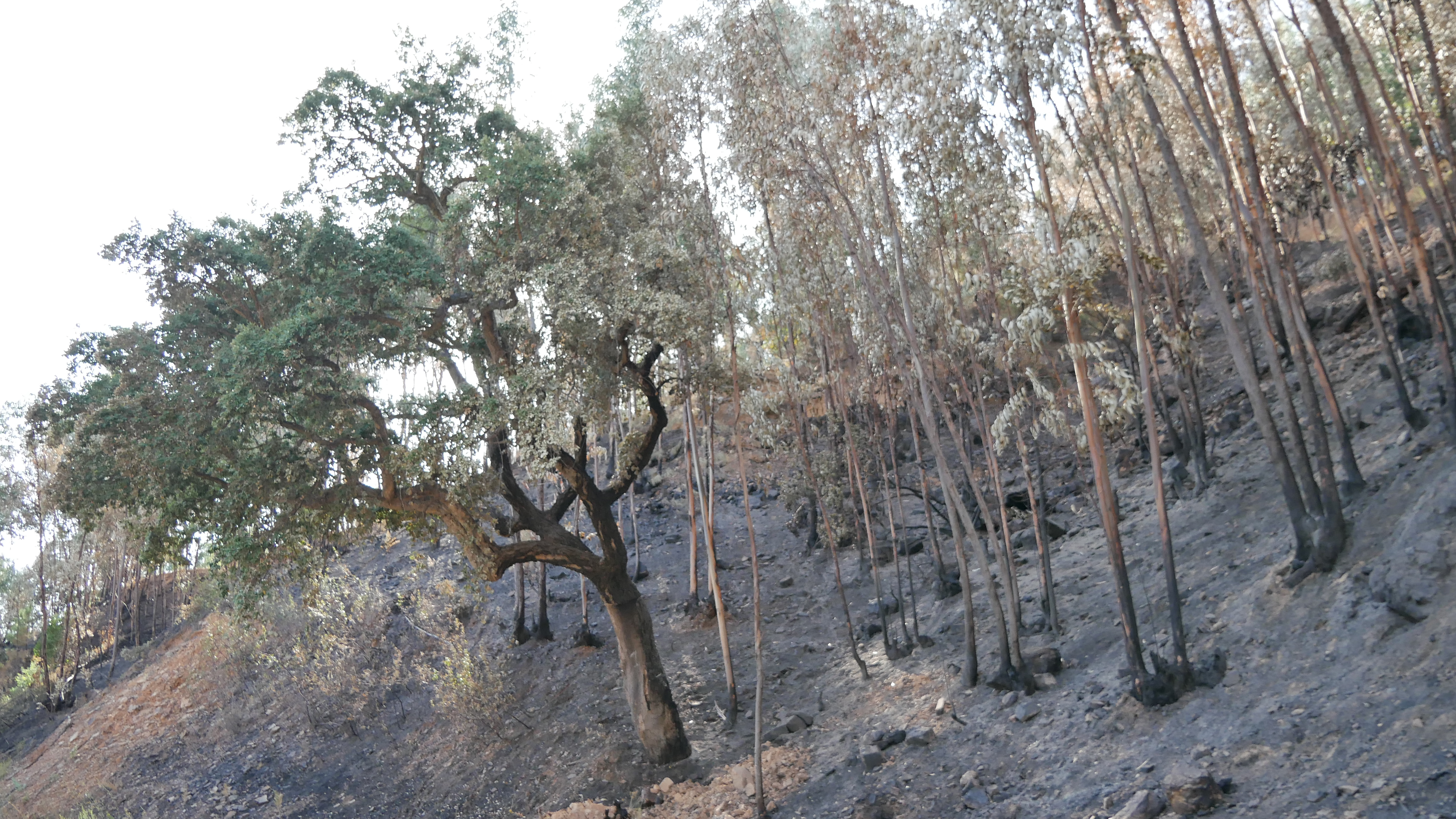COP 26: GEOTA sugere cinco medidas para mudar o rumo das florestas portuguesas e prevenir incêndios