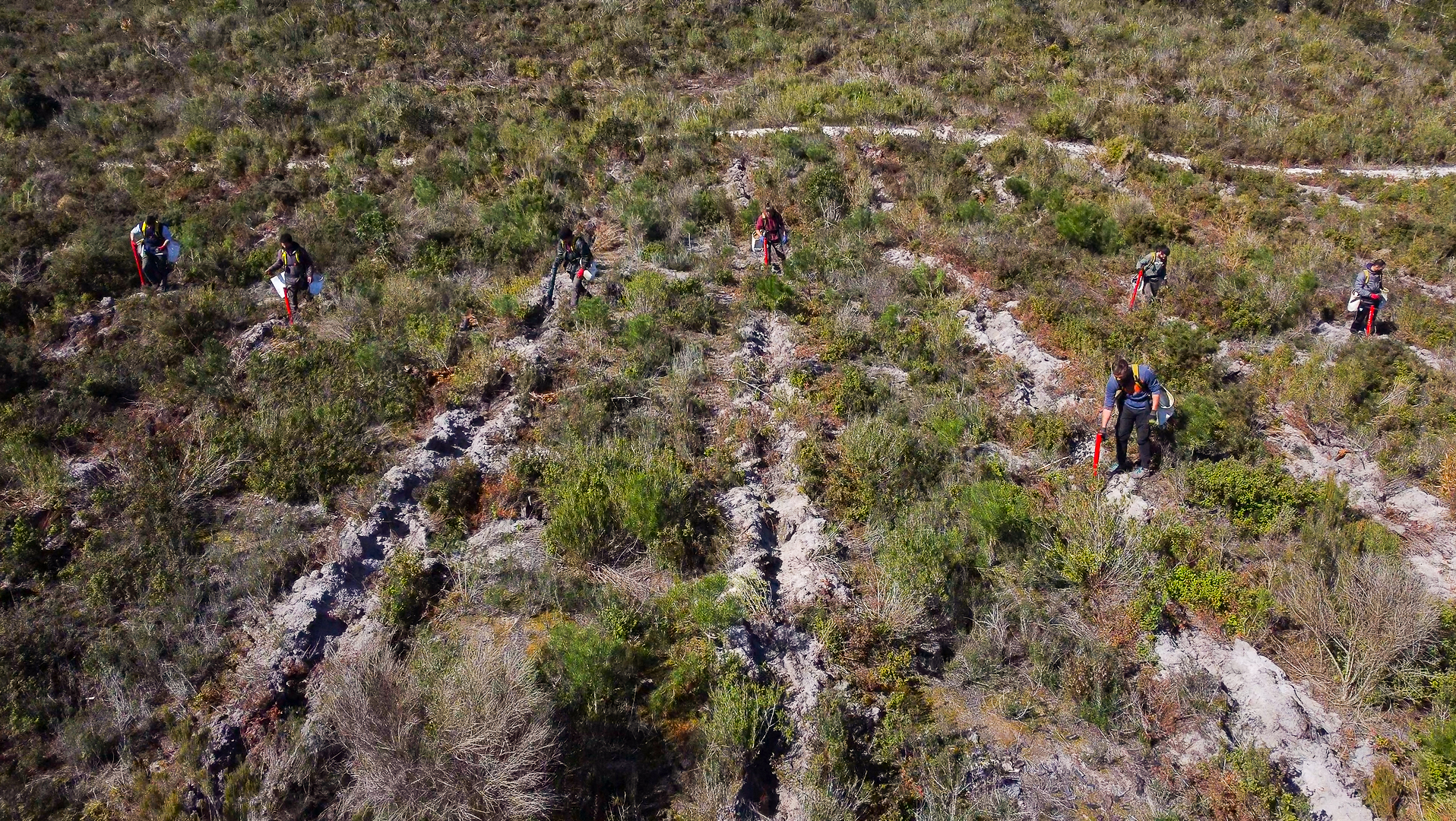 JORNAL DE MONCHIQUE | GEOTA já plantou 1 milhão de árvores e lança primeira campanha de crowdfunding