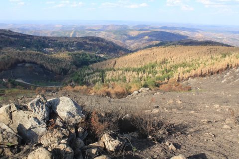 GEOTA - Assine o Manifesto pela Floresta e pelo Território