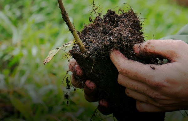 GEOTA - Renature Monchique