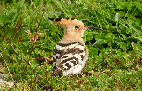 GEOTA - Outros Grupos de Trabalho