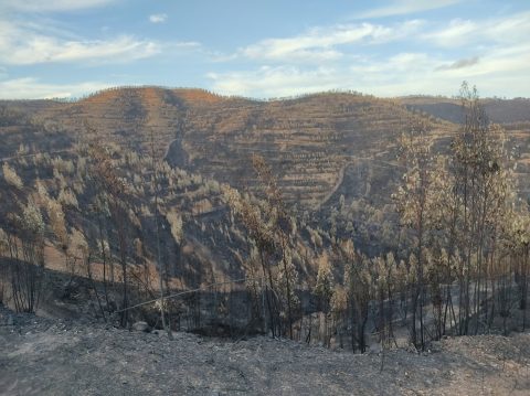GEOTA - Incêndios florestais: Transformar a paisagem é agora ou nunca